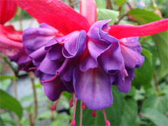 Blue Frills