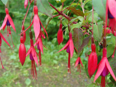 F.magellanica gracilis